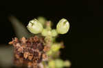 Coralberry